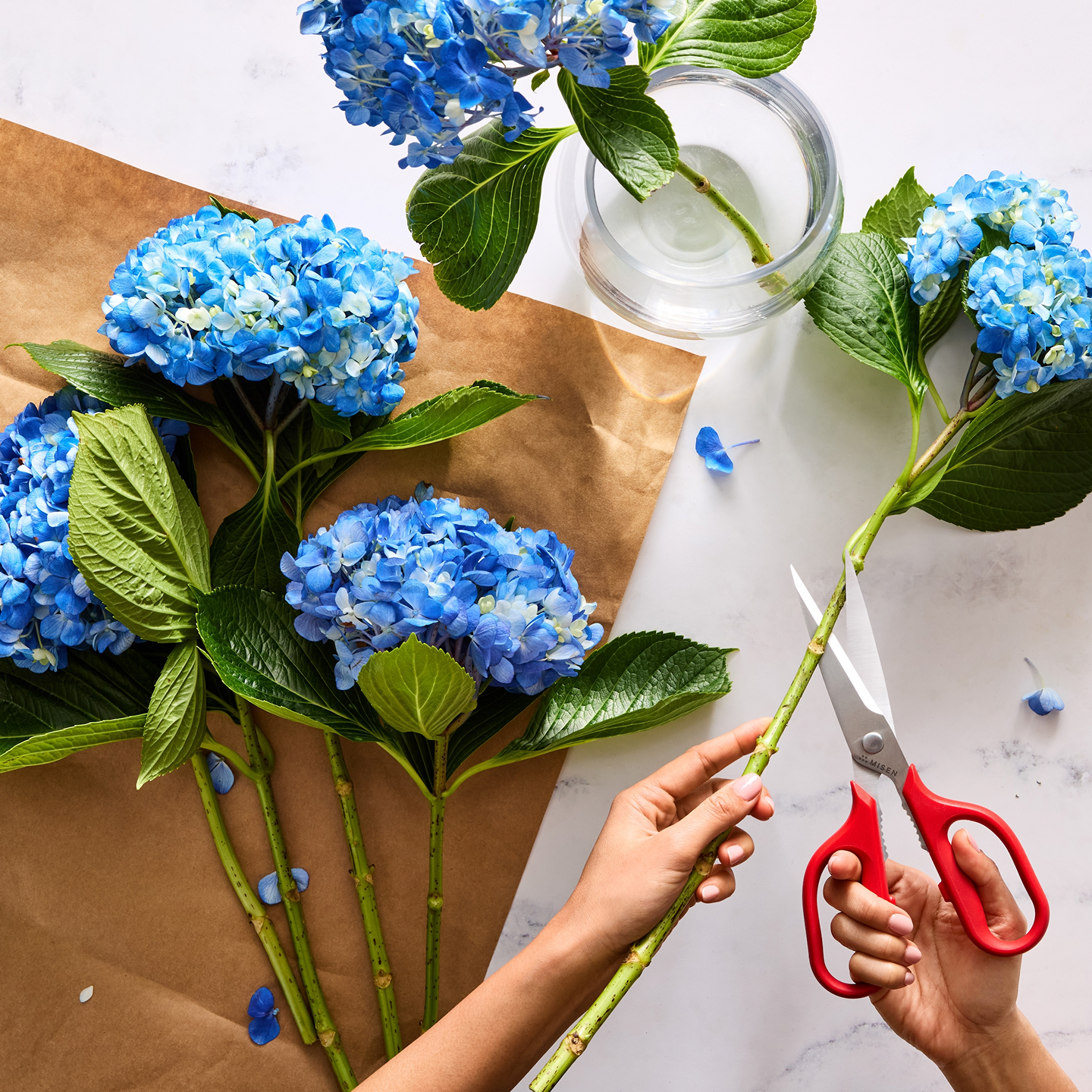 Trimming blue hydrangea stems with red scissors before arranging in a glass vase